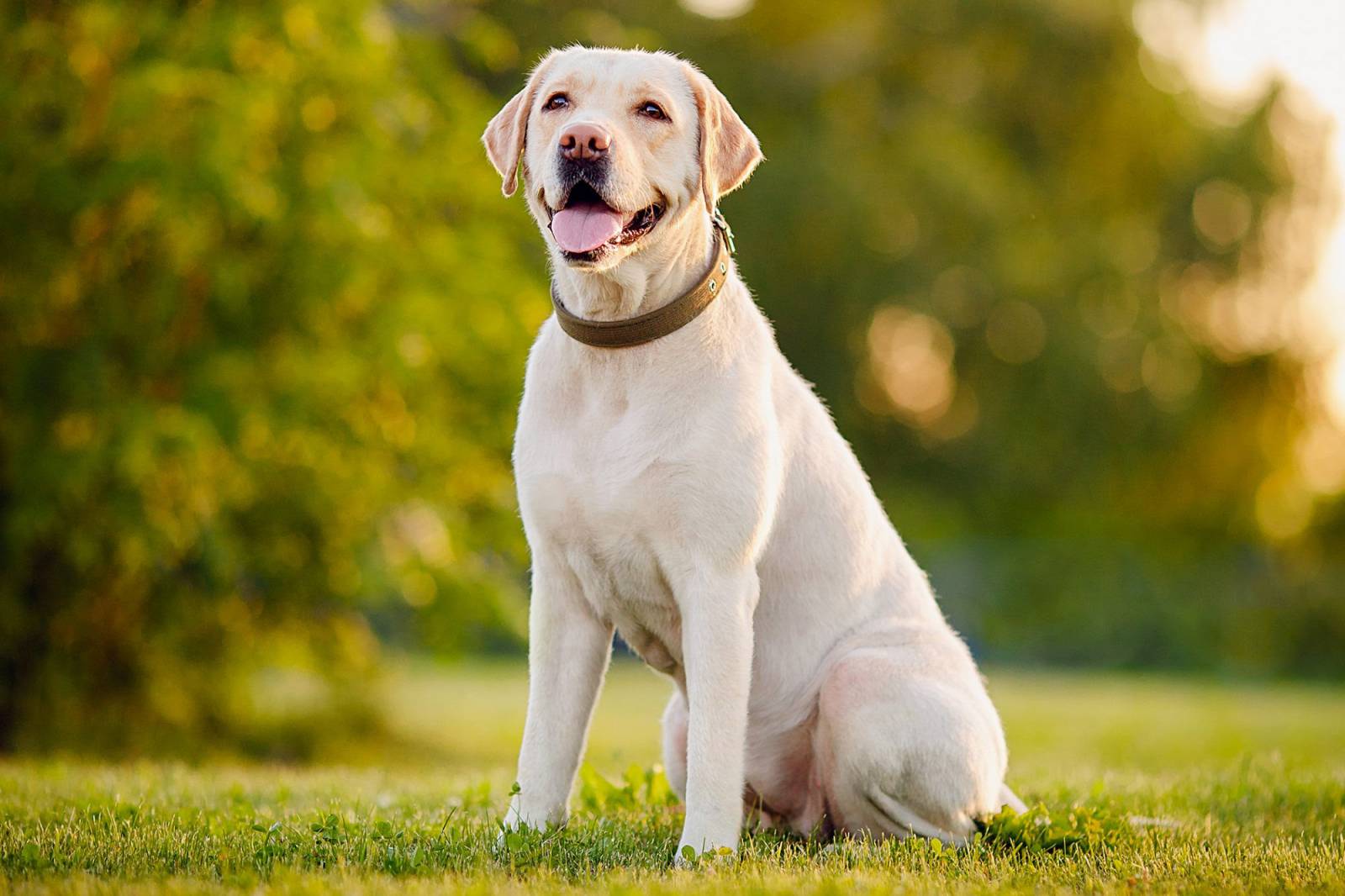 20 Little Known Facts About The Most Popular Dog Breed In The US_1