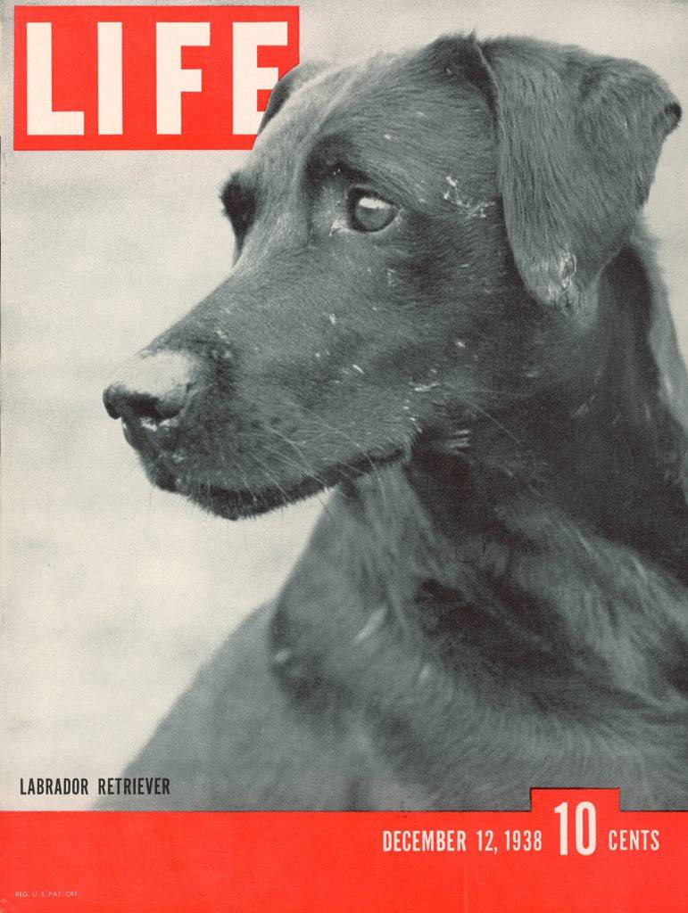 20 Little Known Facts About The Most Popular Dog Breed In The US_10