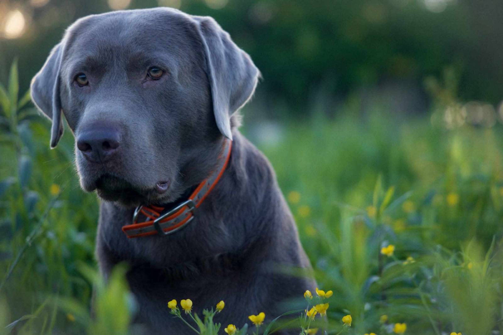 20 Little Known Facts About The Most Popular Dog Breed In The US_11