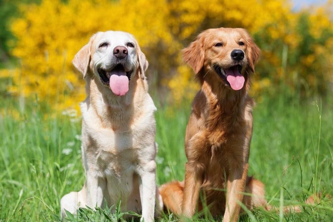 20 Little Known Facts About The Most Popular Dog Breed In The US_12