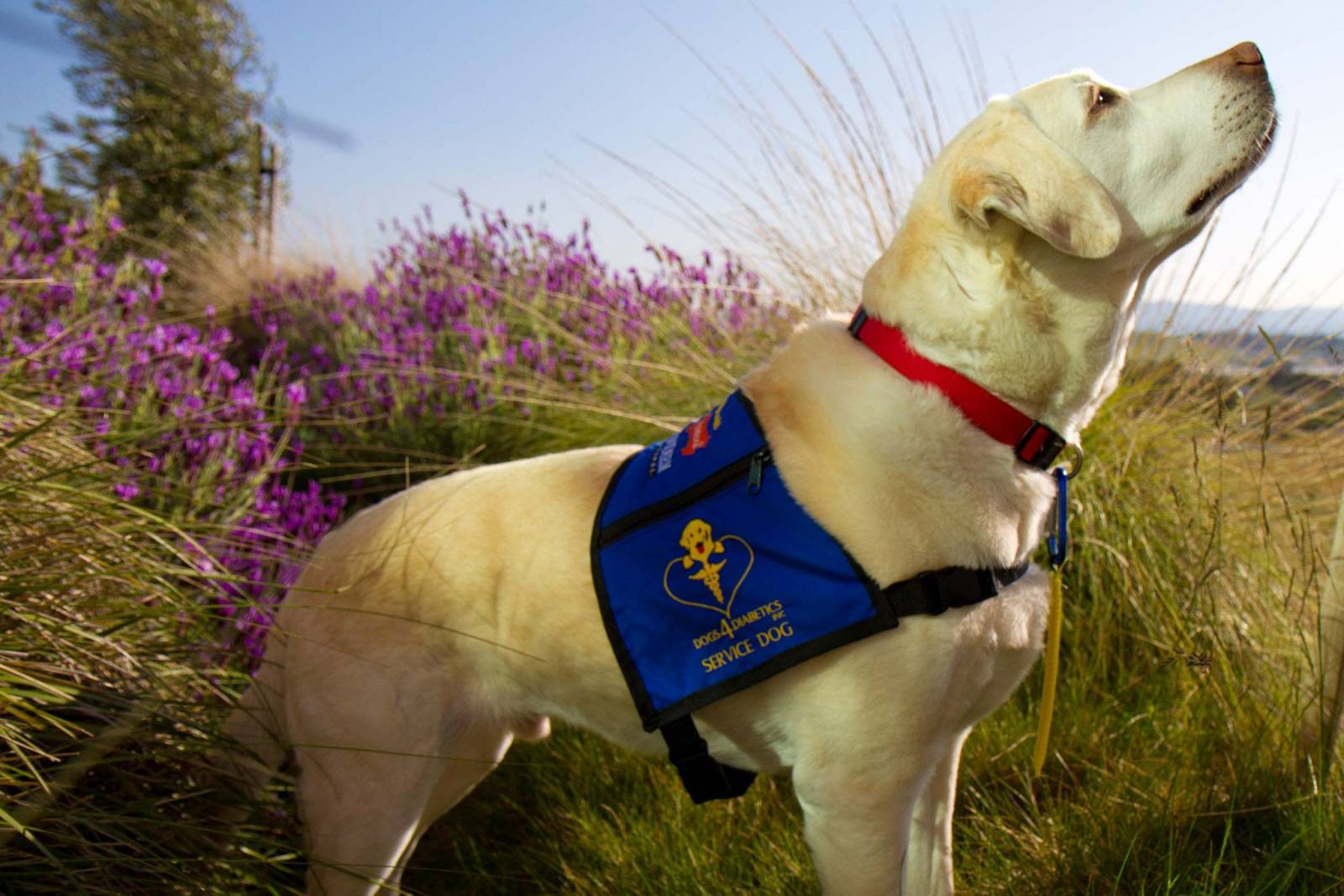 20 Little Known Facts About The Most Popular Dog Breed In The US_13