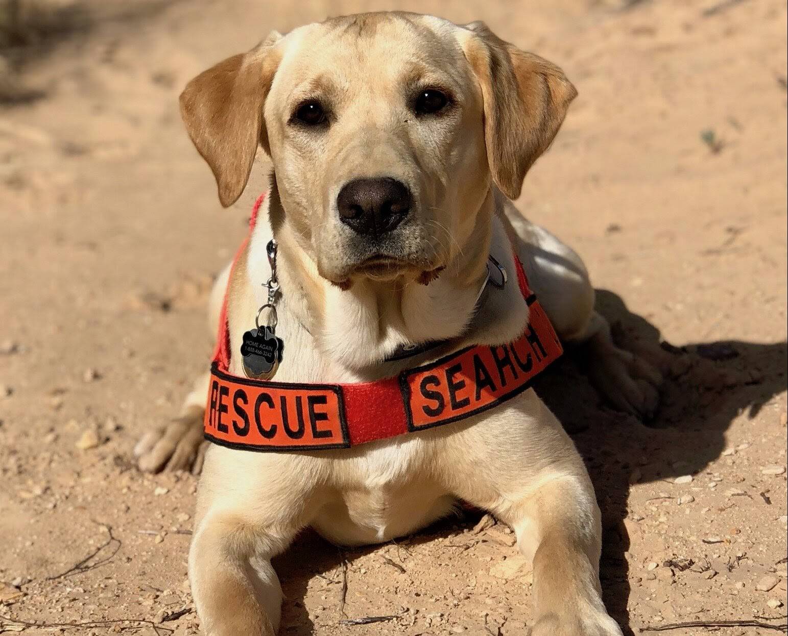 20 Little Known Facts About The Most Popular Dog Breed In The US_14