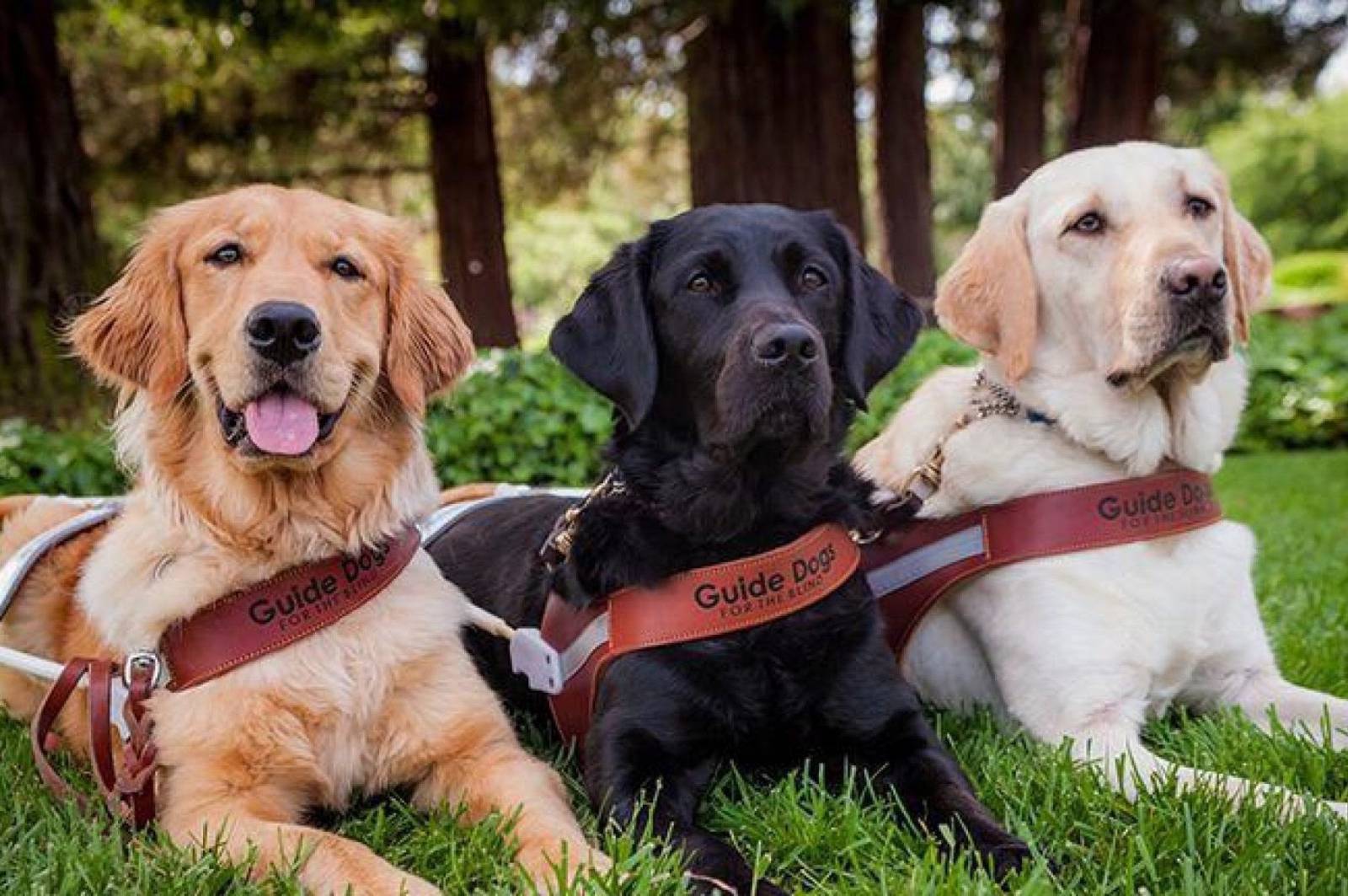 20 Little Known Facts About The Most Popular Dog Breed In The US_15