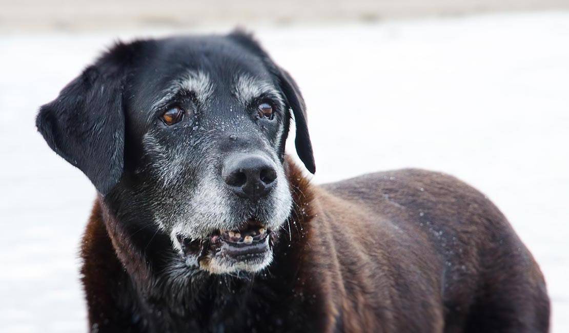 20 Little Known Facts About The Most Popular Dog Breed In The US_16