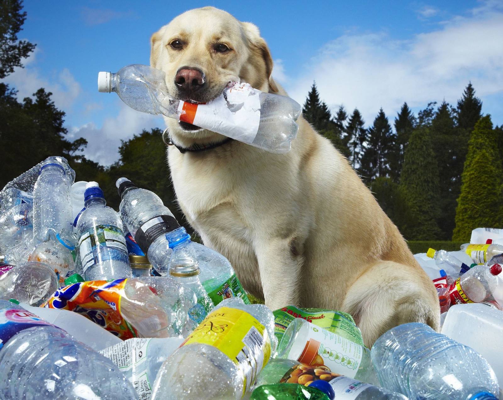 20 Little Known Facts About The Most Popular Dog Breed In The US_17