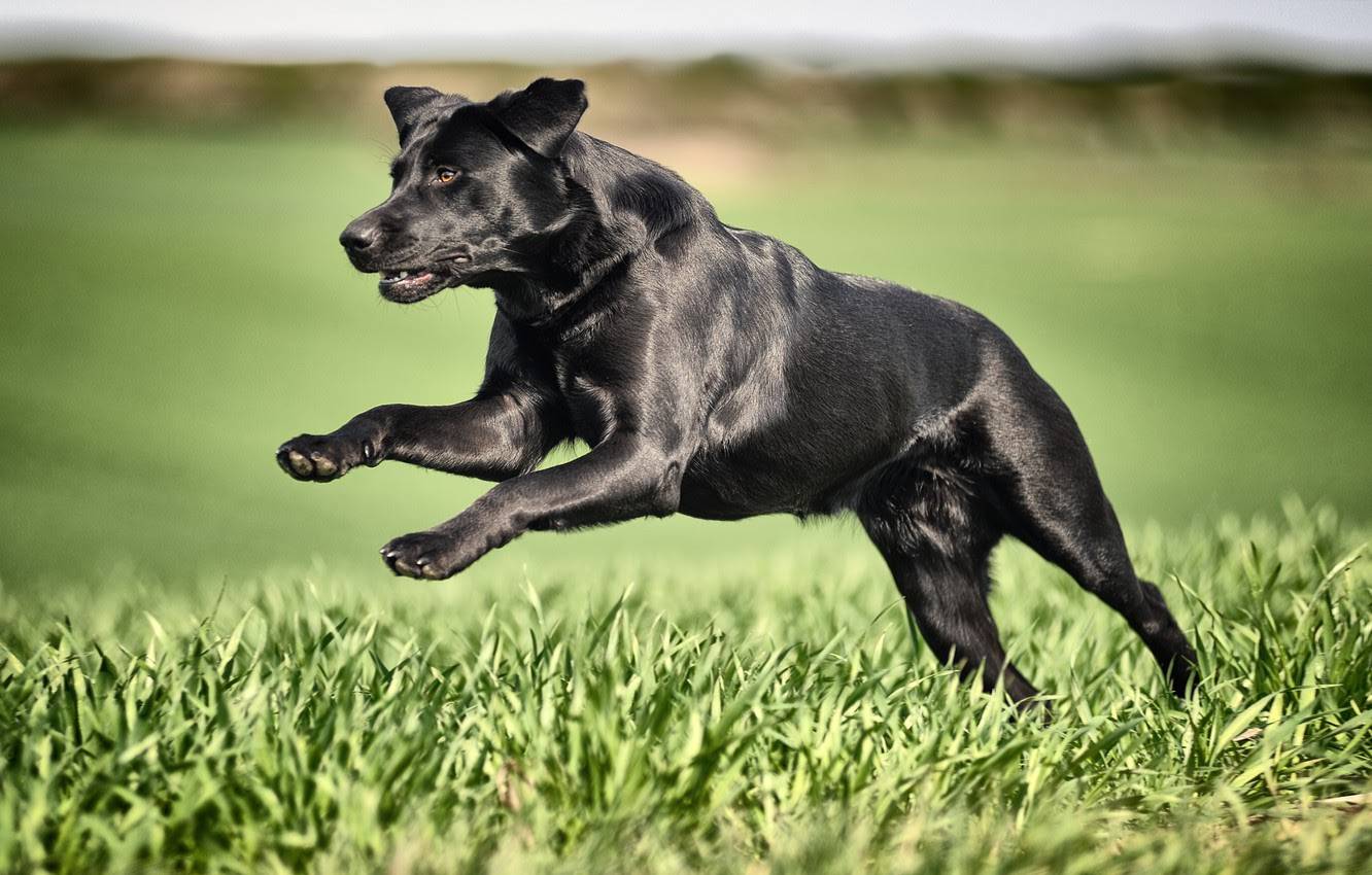 20 Little Known Facts About The Most Popular Dog Breed In The US_18