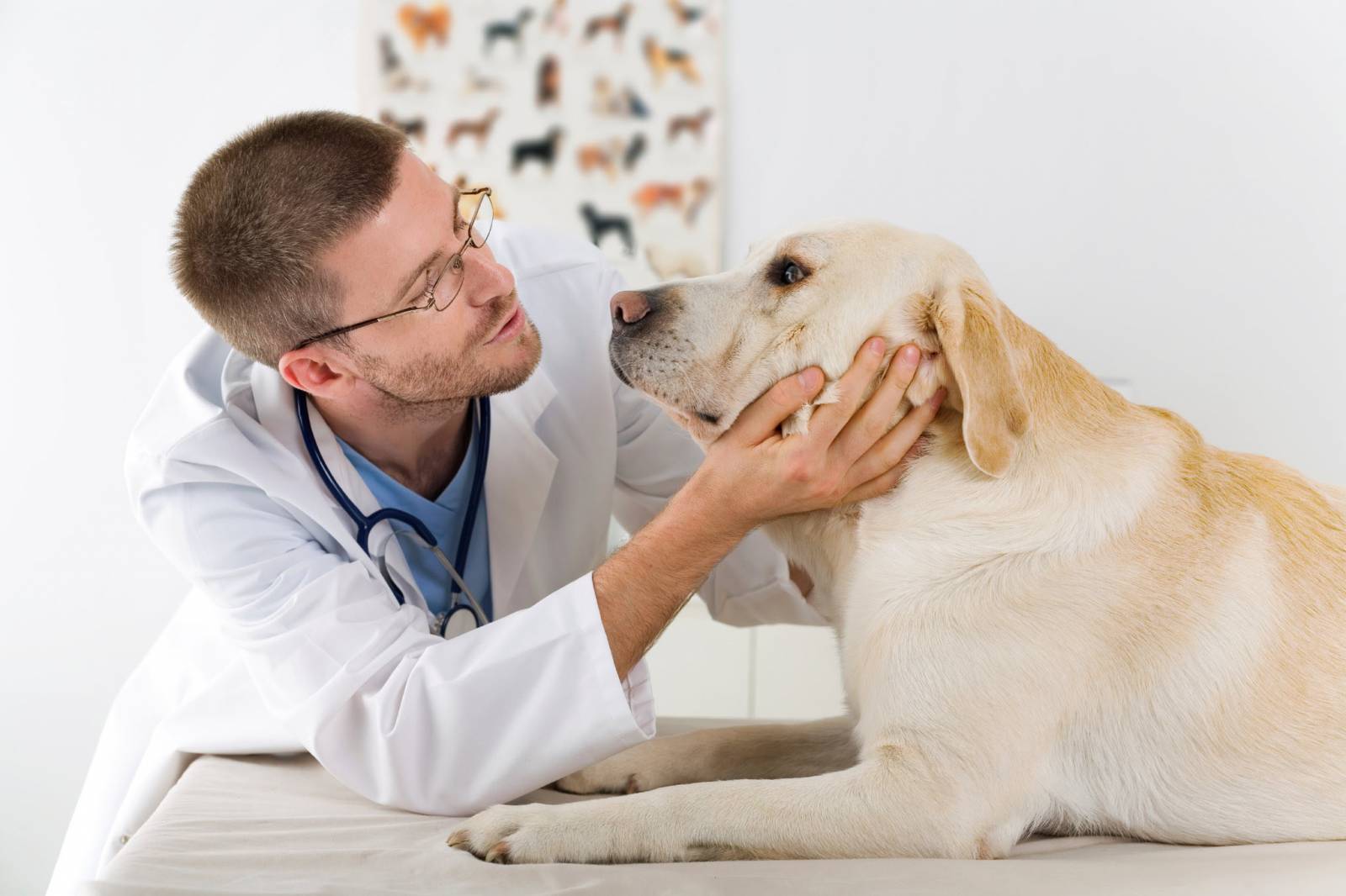 20 Little Known Facts About The Most Popular Dog Breed In The US_19