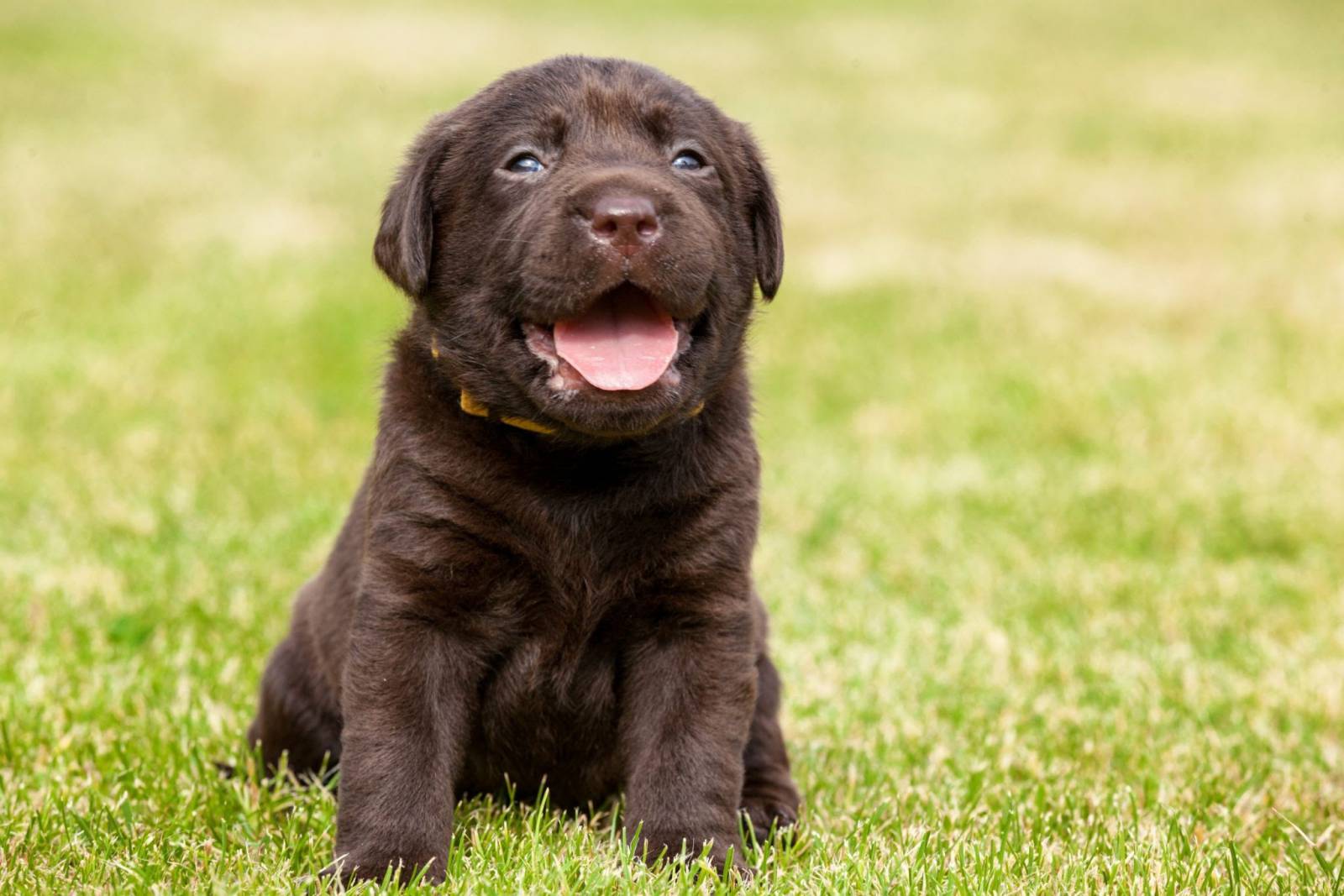 20 Little Known Facts About The Most Popular Dog Breed In The US_2