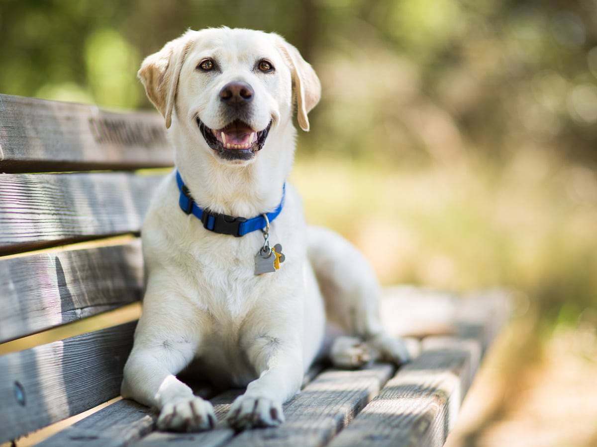 20 Little Known Facts About The Most Popular Dog Breed In The US_20