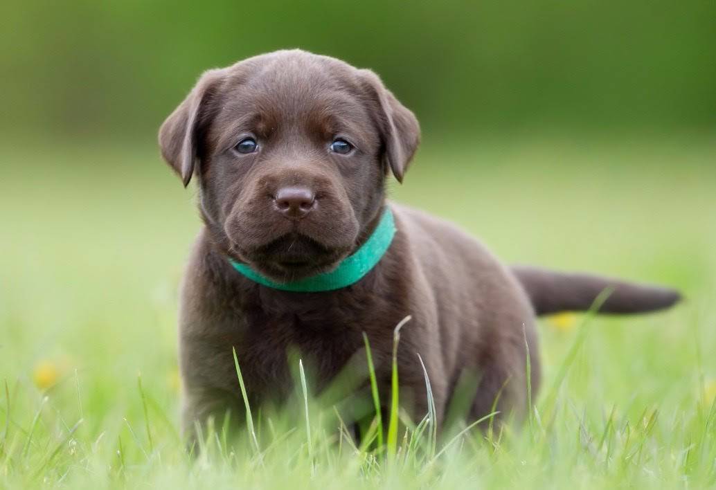 20 Little Known Facts About The Most Popular Dog Breed In The US_3