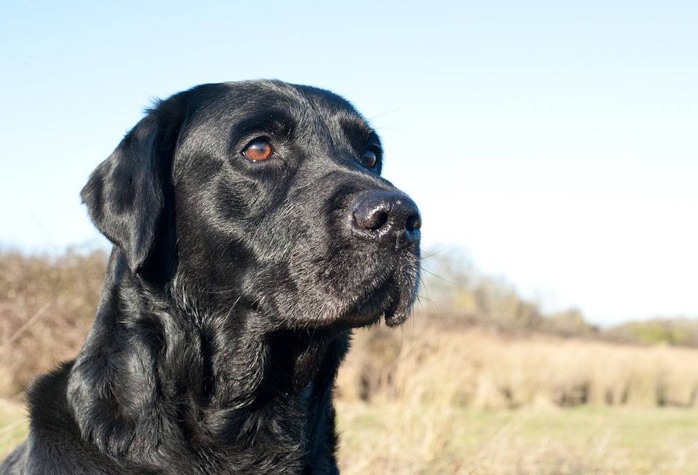 20 Little Known Facts About The Most Popular Dog Breed In The US_4