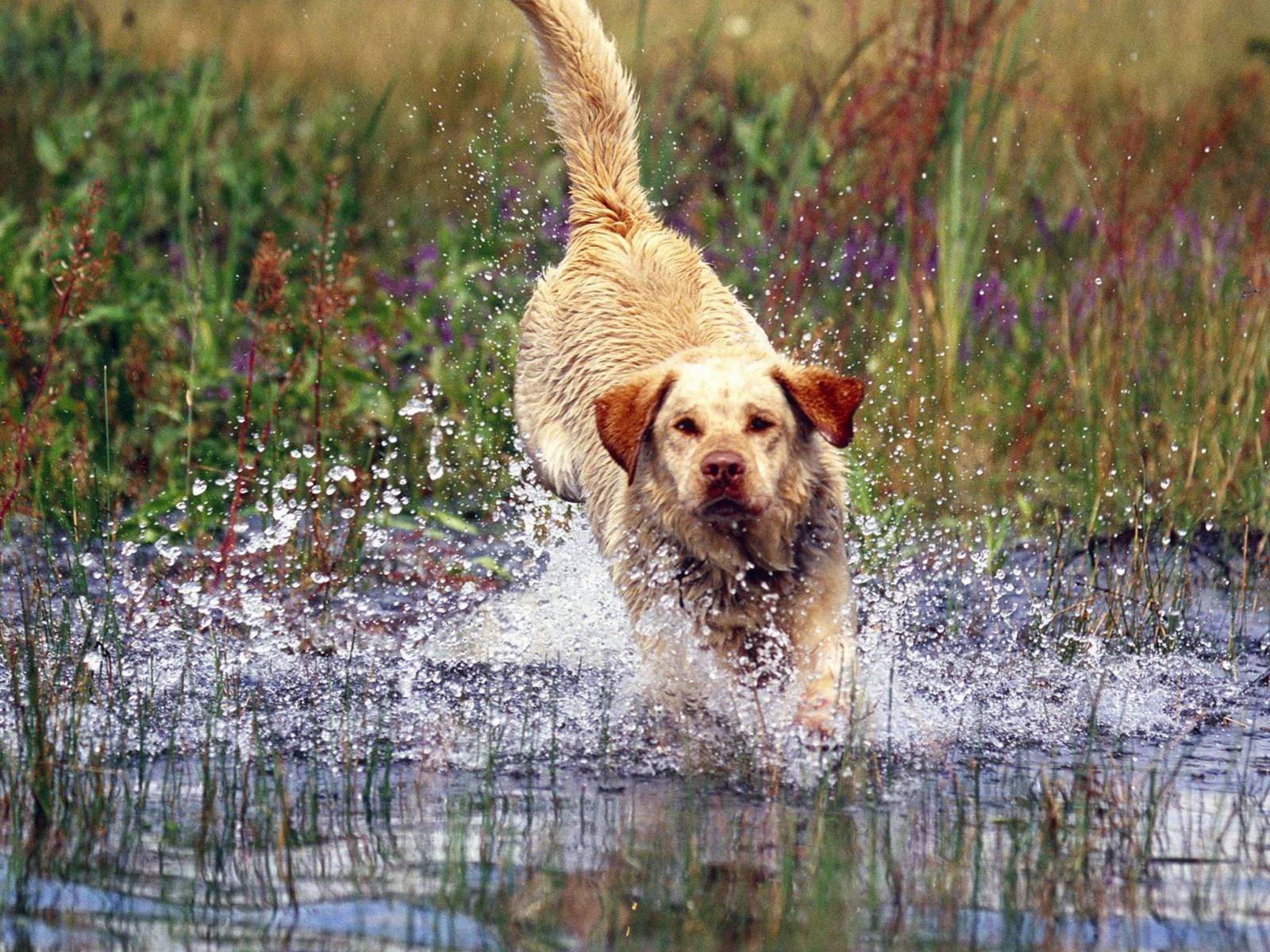 20 Little Known Facts About The Most Popular Dog Breed In The US_5