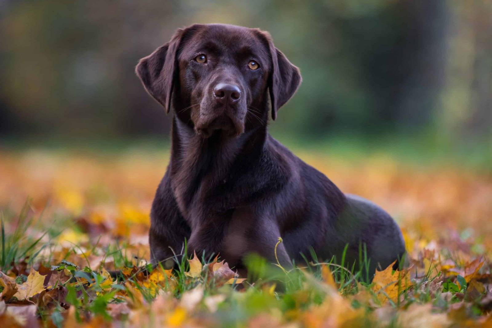 20 Little Known Facts About The Most Popular Dog Breed In The US_6