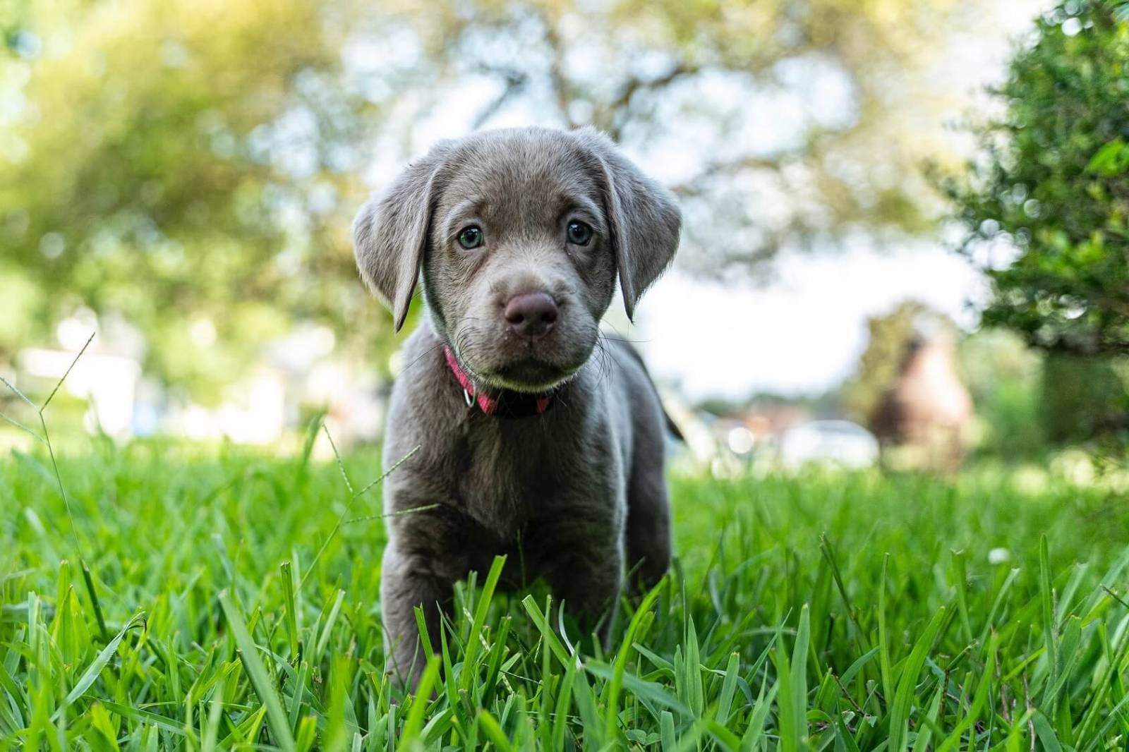 20 Little Known Facts About The Most Popular Dog Breed In The US_7