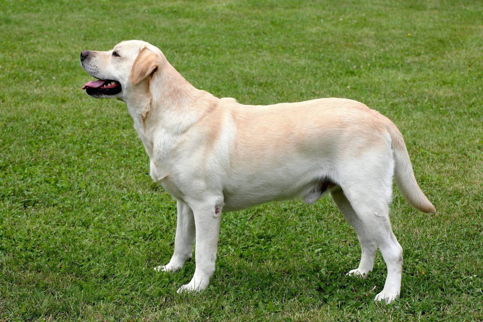 20 Little Known Facts About The Most Popular Dog Breed In The US_8