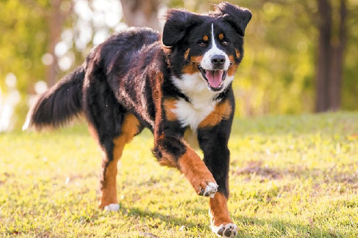 20 Most Intelligent Dog Breeds In The World_1