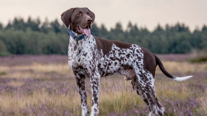 20 Most Intelligent Dog Breeds In The World_10