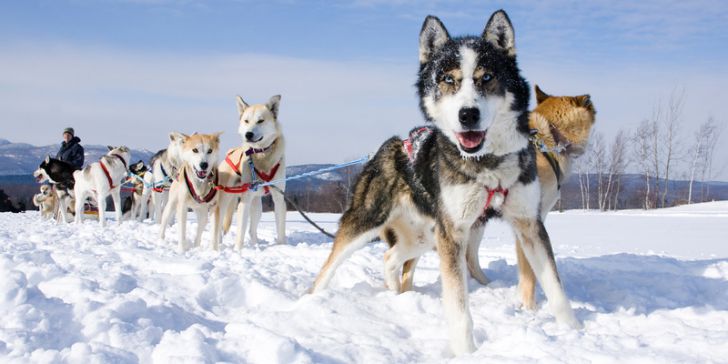 20 Most Intelligent Dog Breeds In The World_11