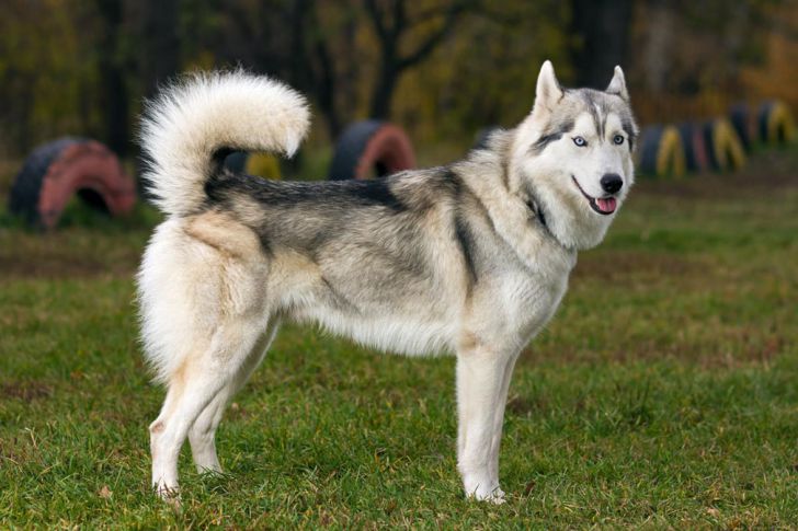 20 Most Intelligent Dog Breeds In The World_12