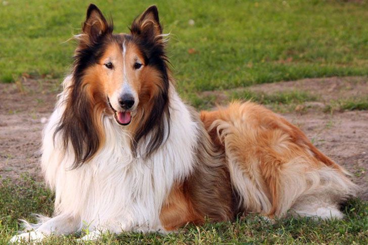 20 Most Intelligent Dog Breeds In The World_13