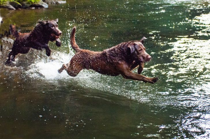 20 Most Intelligent Dog Breeds In The World_14