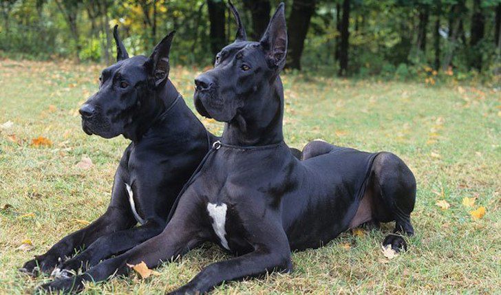 20 Most Intelligent Dog Breeds In The World_15