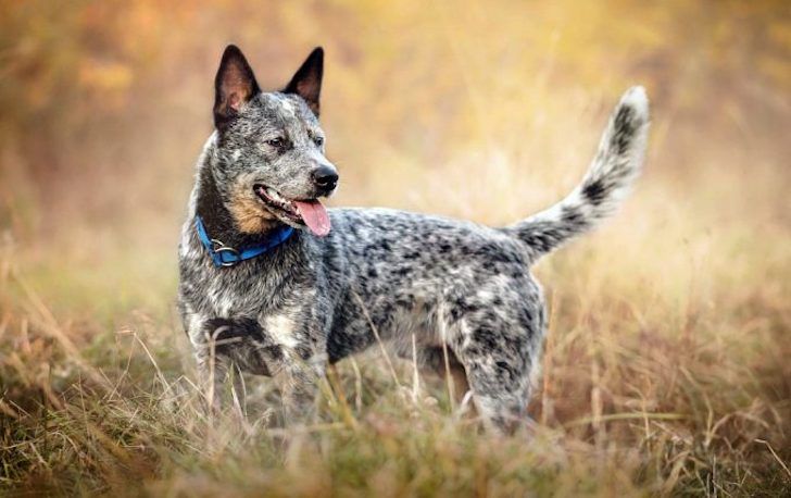 20 Most Intelligent Dog Breeds In The World_16