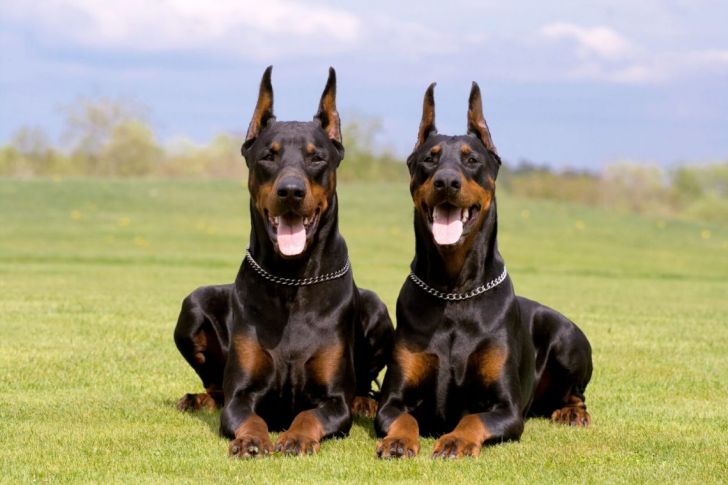 20 Most Intelligent Dog Breeds In The World_17