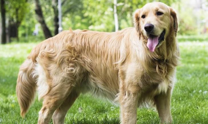 20 Most Intelligent Dog Breeds In The World_18
