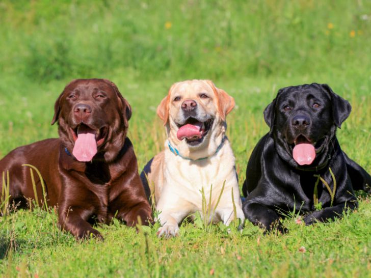 20 Most Intelligent Dog Breeds In The World_19