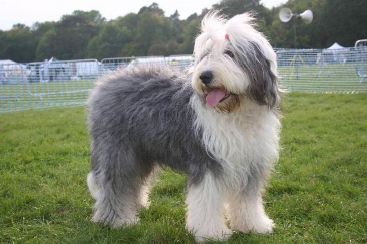 20 Most Intelligent Dog Breeds In The World_2