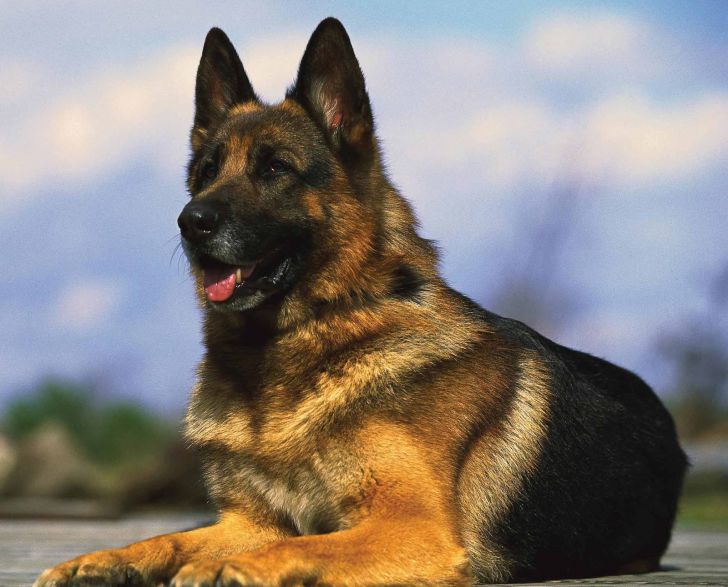 20 Most Intelligent Dog Breeds In The World_20