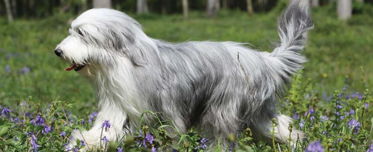 20 Most Intelligent Dog Breeds In The World_3