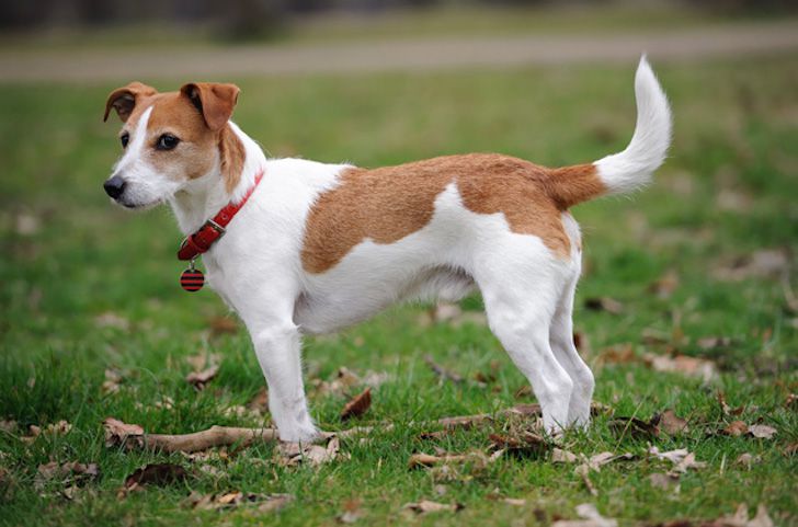 20 Most Intelligent Dog Breeds In The World_4
