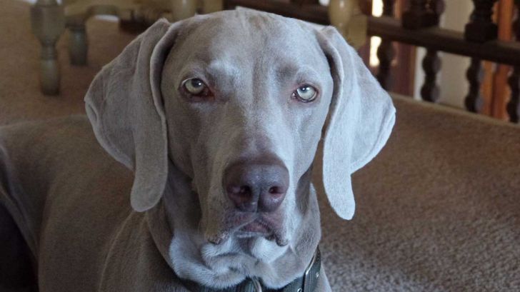 20 Most Intelligent Dog Breeds In The World_5