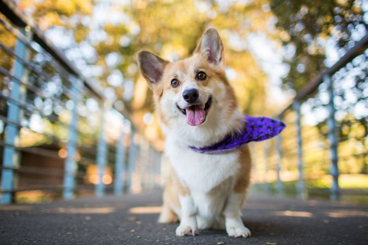 20 Most Intelligent Dog Breeds In The World_7