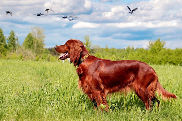 20 Most Intelligent Dog Breeds In The World_8