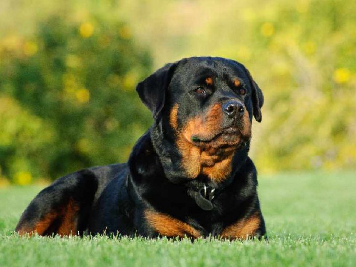 20 Most Intelligent Dog Breeds In The World_9