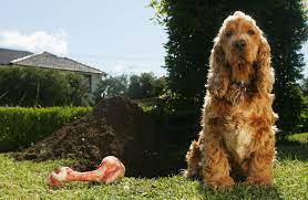 4 Reasons Your Dog is Digging and How to Stop It