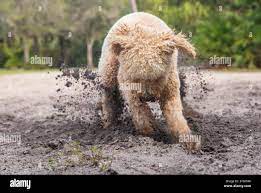 Dog digging in the sand at beach hi-res stock photography and images - Alamy
