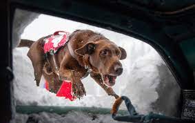 Meet world's bravest dogs, trained to save lives in avalanche