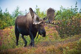 5 Fun Facts About Alaska Moose | Alaska Trivia | Alaska Tours