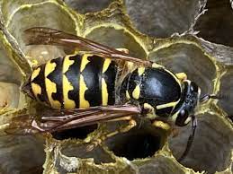 North Carolina Wasps: Pictures and Identification Tips - Green Nature