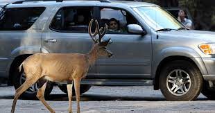 Oh deer! New York deer crashes peak in autumn