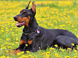 Doberman Pinscher: The Noble and Powerful Protector Dog Breed - PetHelpful