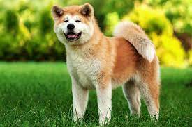 Akita: Dog Breed Characteristics & Care